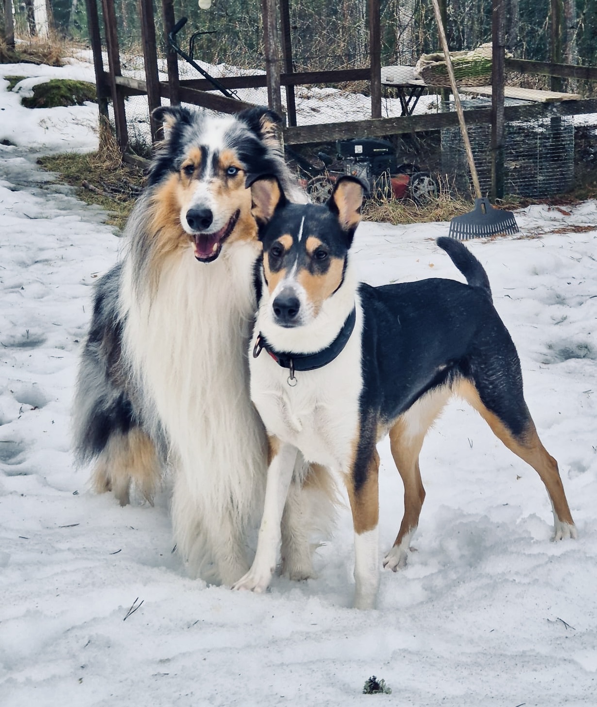 12.3.2026 Dazzly (Millake’s Dazzling Broderick) ja Meira (Trusted Companion Alina)