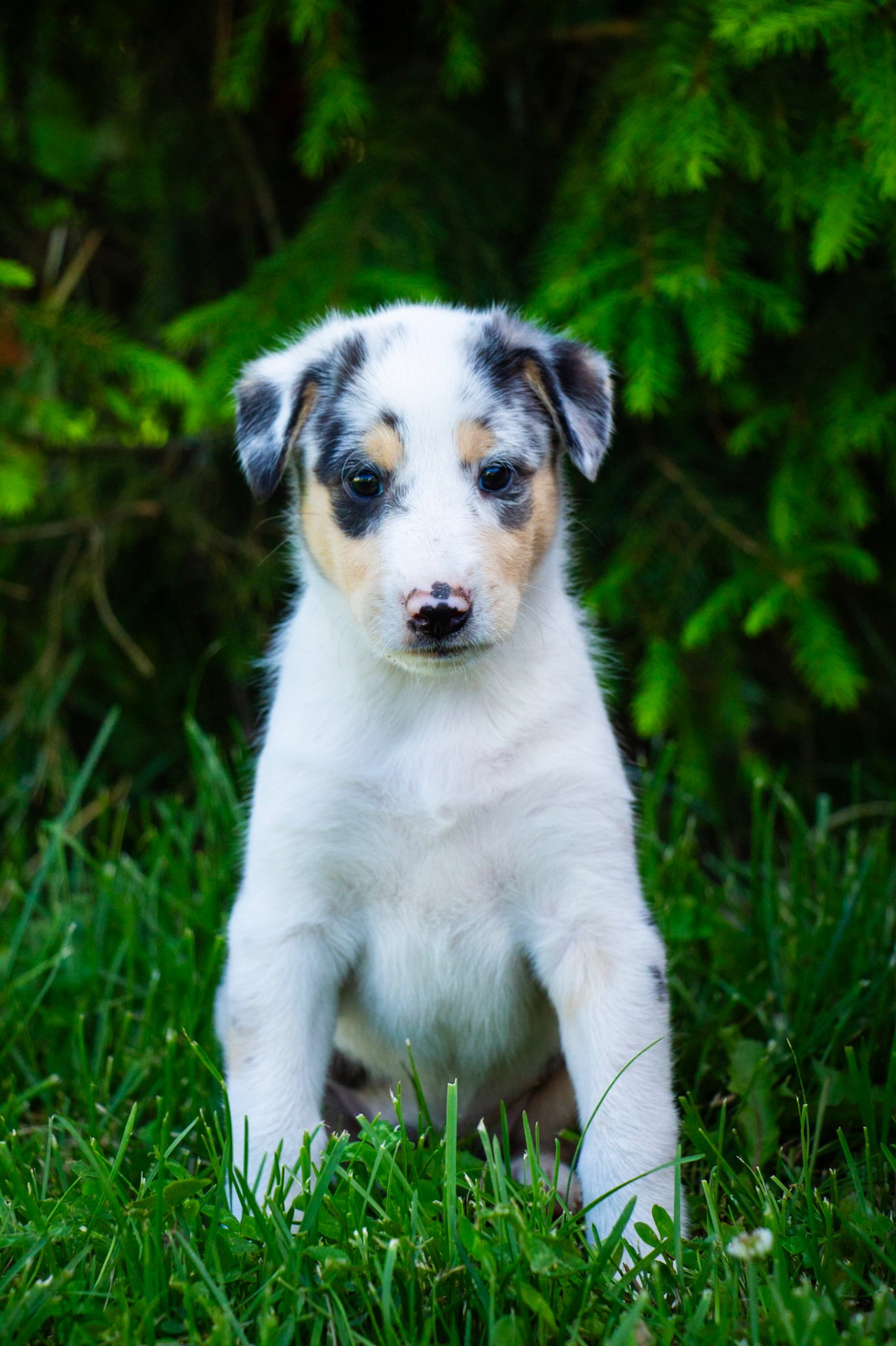 Tilli (Trusted Companion Caireann) kuva: Sara Laajava