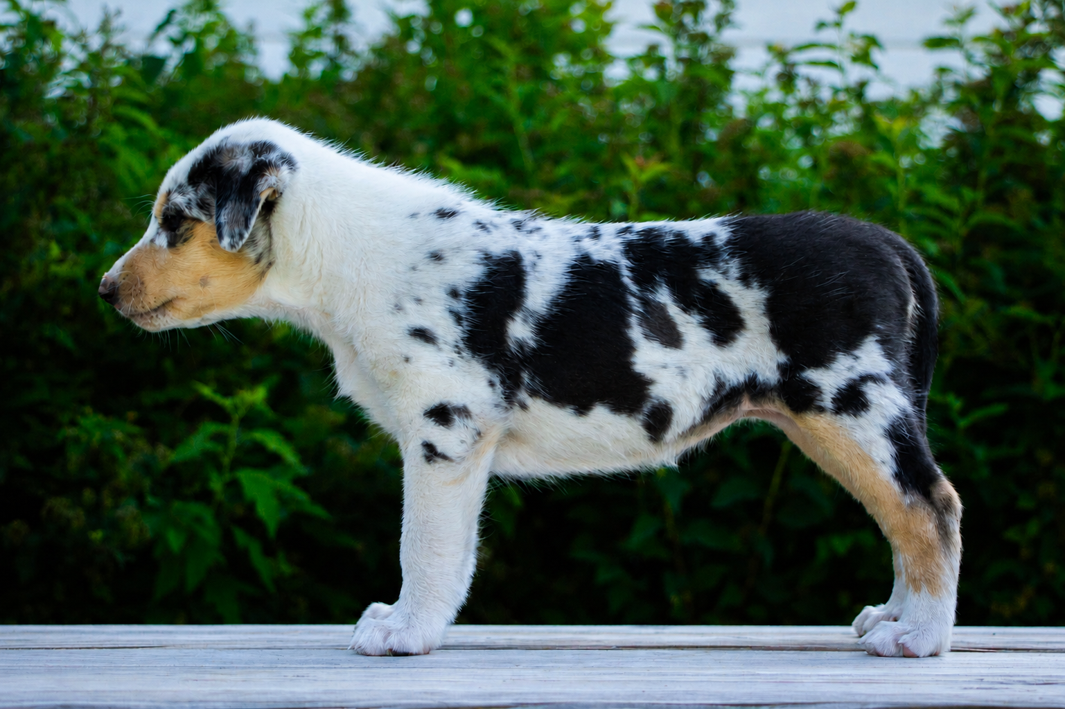 Tilli (Trusted Companion Caireann) kuva: Sara Laajava