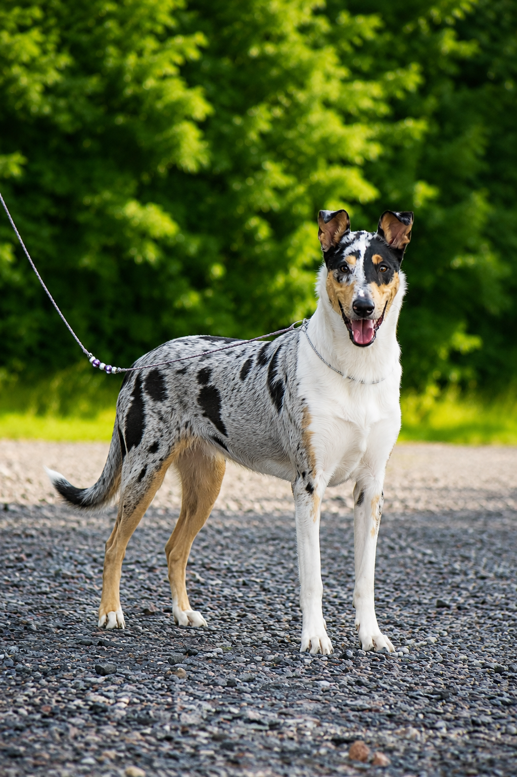 Taimi (Trusted Companion Bethia) kuva: Sara Laajava.