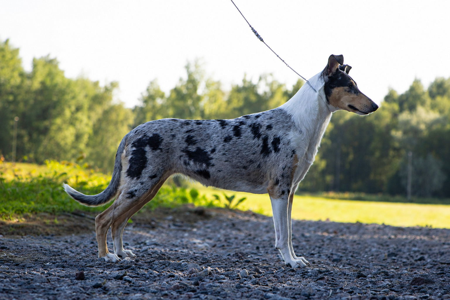 Taimi (Trusted Companion Bethia) kuva: Sara Laajava.